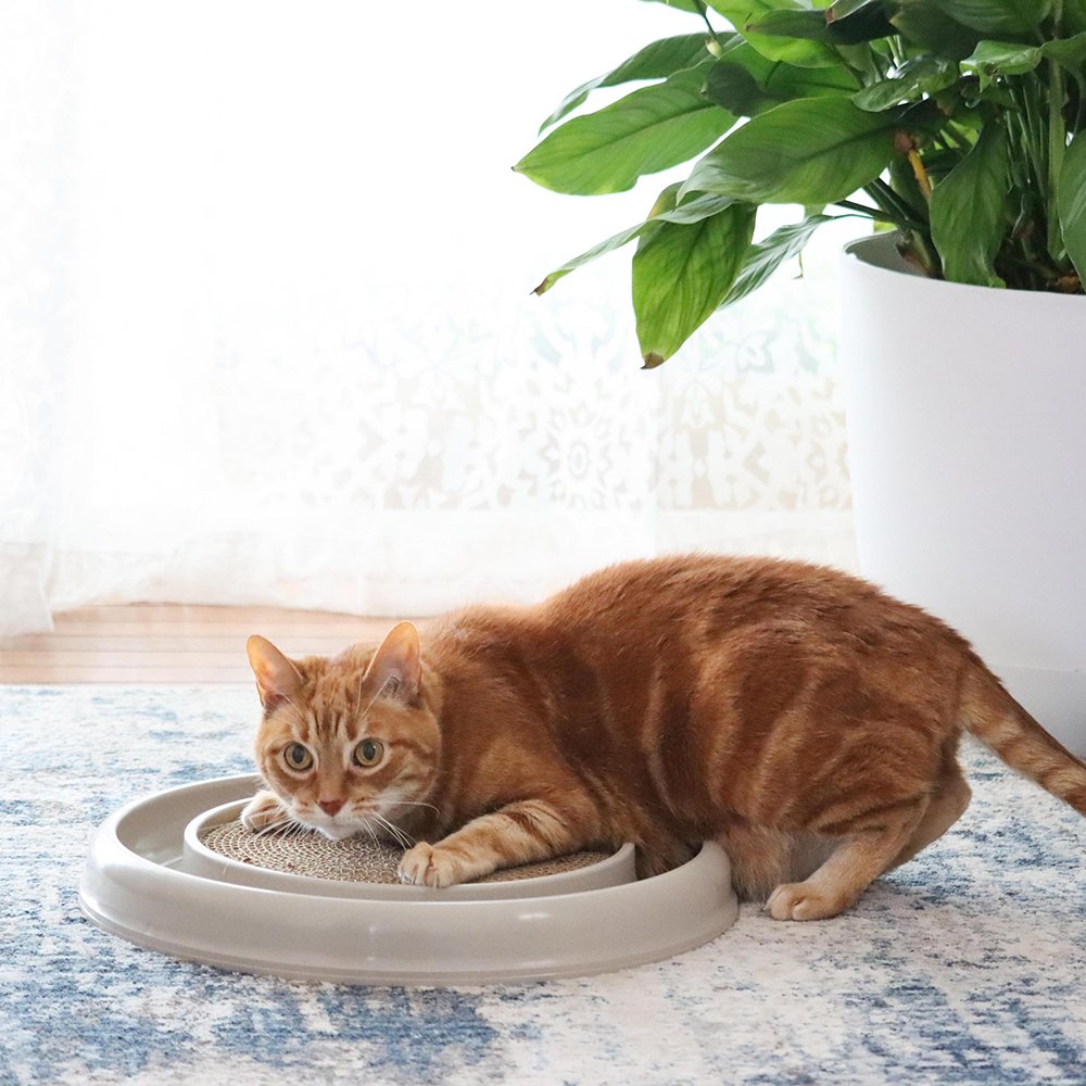 Turbo Scratcher Eco Cat Toy - Image 3