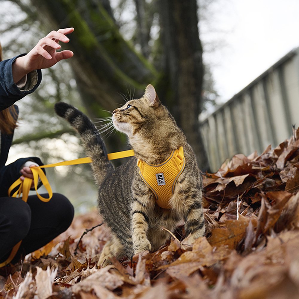 RC Pets Adventure Kitty Marigold Yellow Cat Harness - Image 4