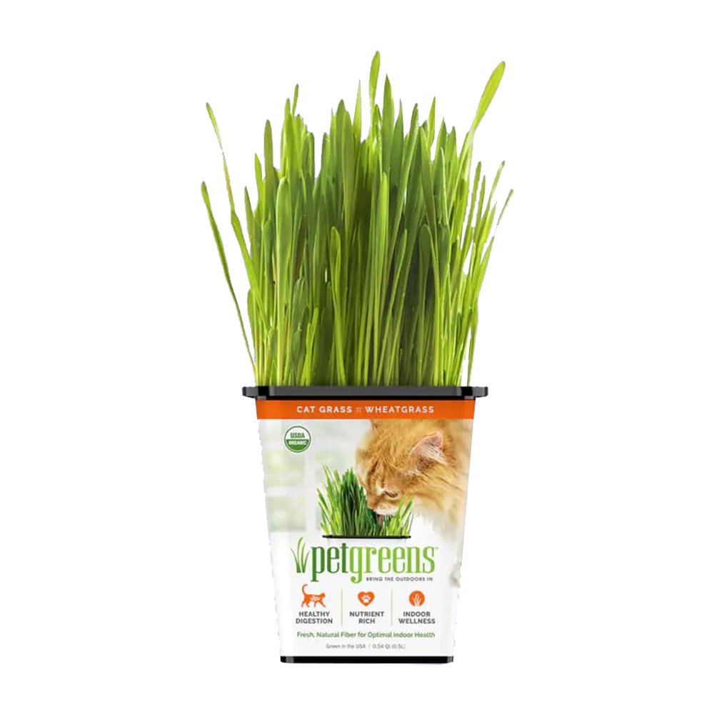 Pet Greens Certified Organic Cat Grass