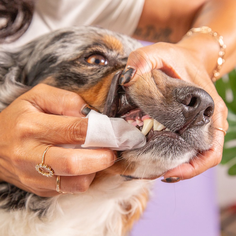 Skout's Honor Everyday Fresh Dental Wipes for Dogs & Cats - Image 3