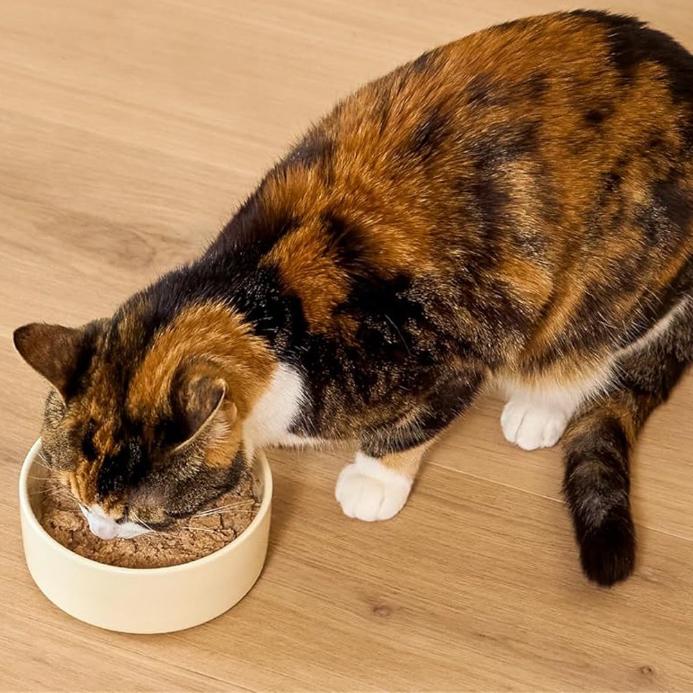 Open Farm Grain Free Chicken & Salmon Recipe Pate Canned Kitten Food - Image 4